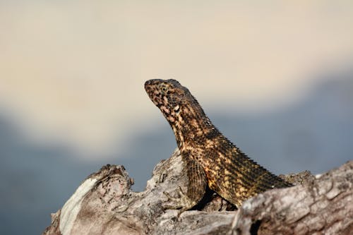 Základová fotografie zdarma na téma detail, ještěrka, příroda