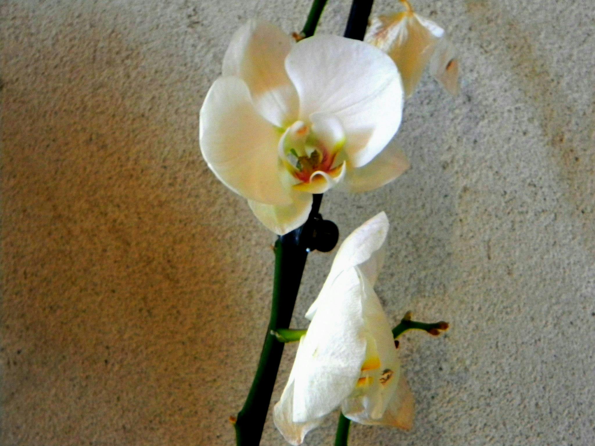 Free stock photo of flower, white