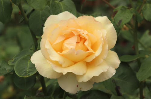 Close Up Photo of Yellow Flower