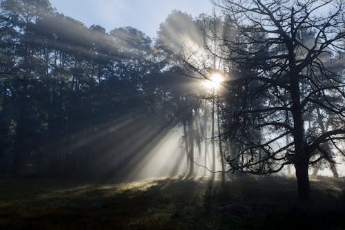 太陽, 日の出, 木の無料の写真素材