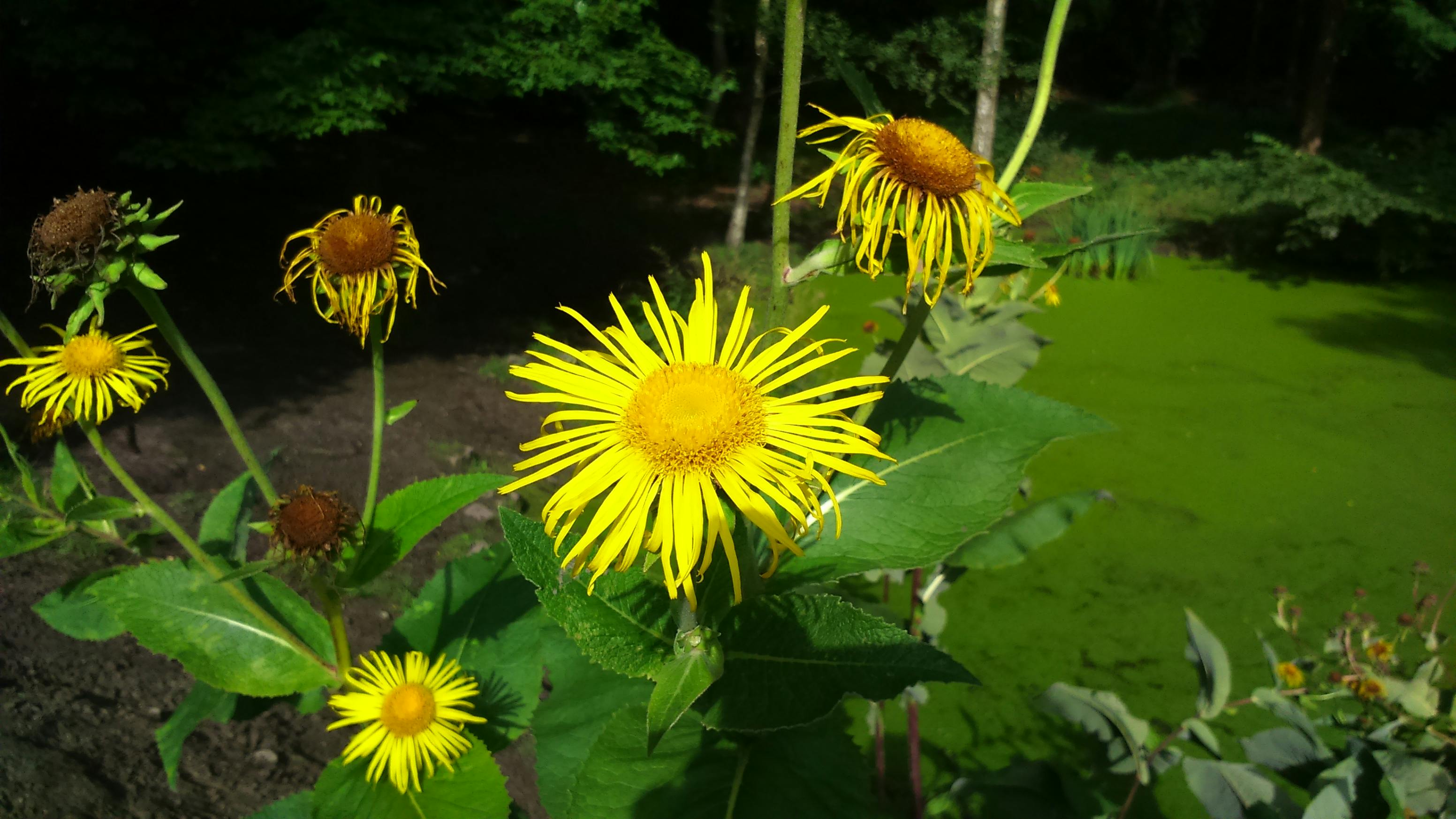 Foto Stok Gratis Tentang Bunga Matahari Penuh Warna Warna Warni