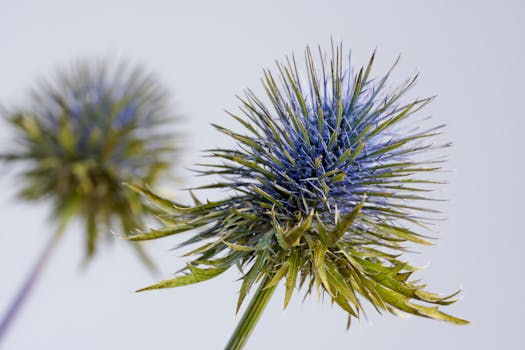 Detailed close-up of blue eryngium flowers showcasing their unique spiky structure and vivid colors.