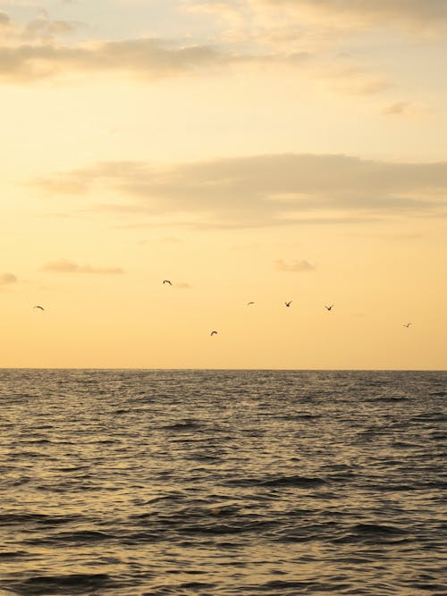 Birds Flying over Sea