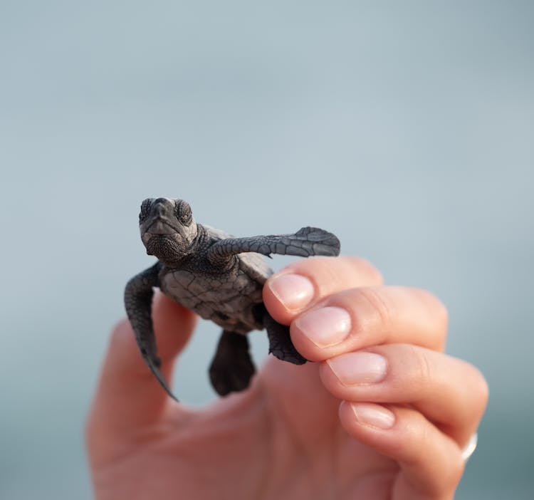 Person With Small Turtle In Shell