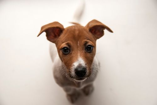 Free A close-up view of a cute Jack Russell Terrier puppy looking up with curiosity. Stock Photo