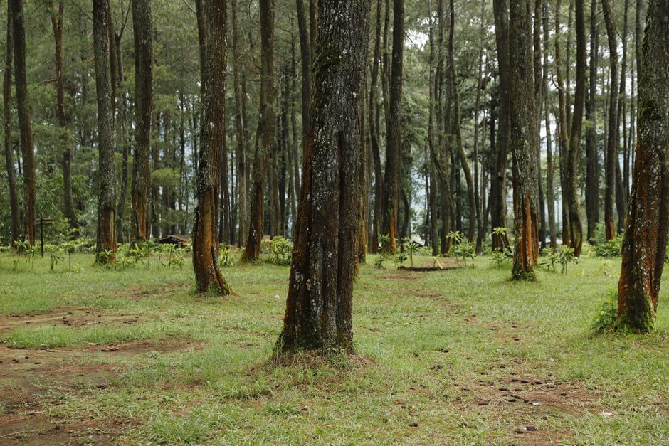Menelusuri Keanekaragaman Hayati di Hutan Lindung Marisa