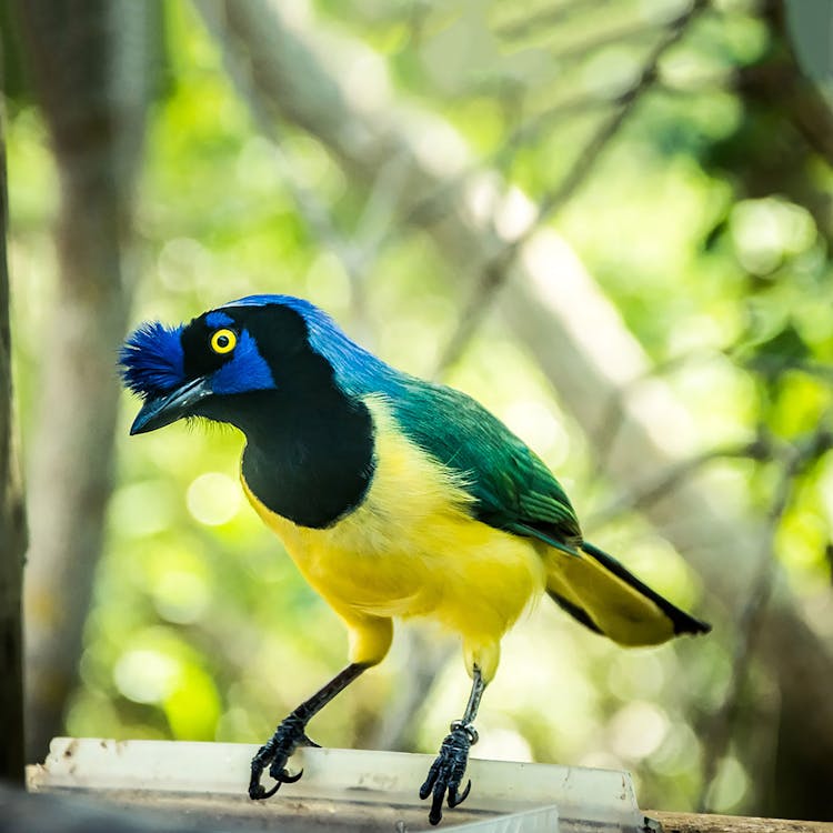 Close-up Photo Of A Green Jay