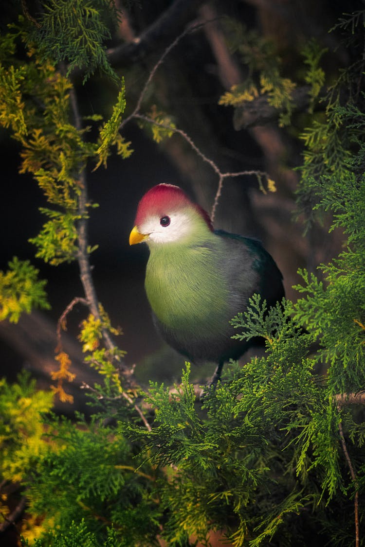 Close Up Photo Of Turaco 