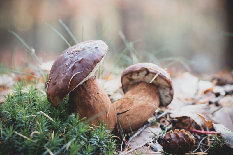 Two wild mushrooms growing on a forest floor in Lunteren, Netherlands. Captured with blurred background for artistic effect.