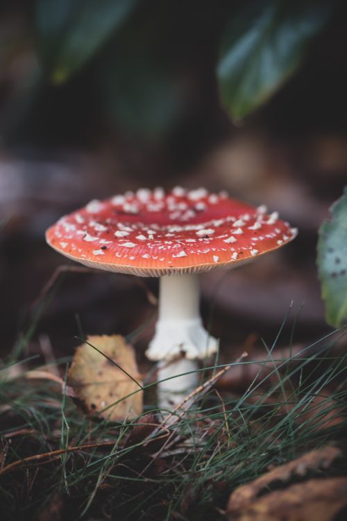 Free Beautiful close-up of the toxic Amanita muscaria mushroom in its natural habitat. Stock Photo