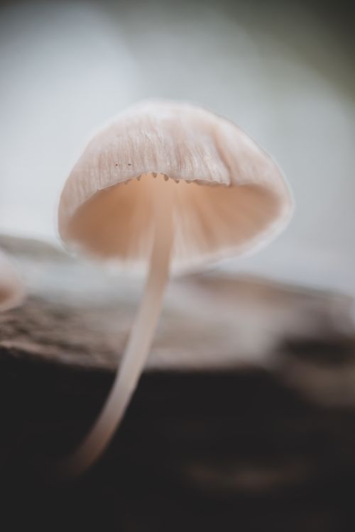 Free Detailed close-up of a wild mushroom showcasing its delicate structure in natural light. Stock Photo