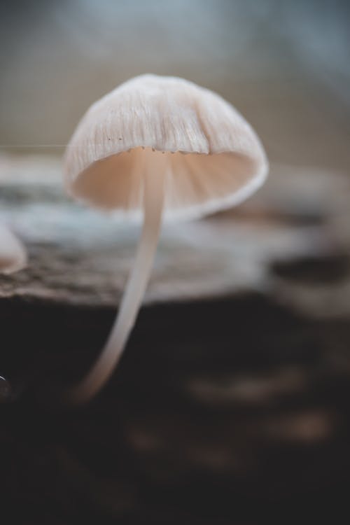 Kostenloses Stock Foto zu essbar pilz, fungi, nahansicht