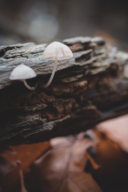 Free Wild Mushrooms on a Tree Trunk Stock Photo