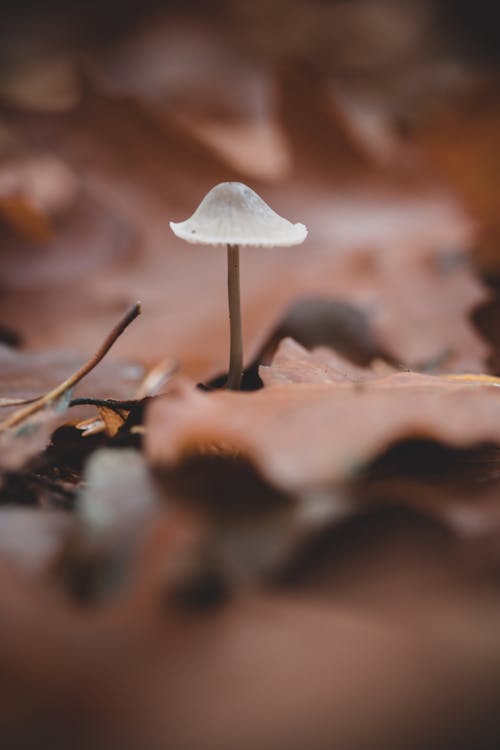 Kostenloses Stock Foto zu blätter, essbar pilz, fungi
