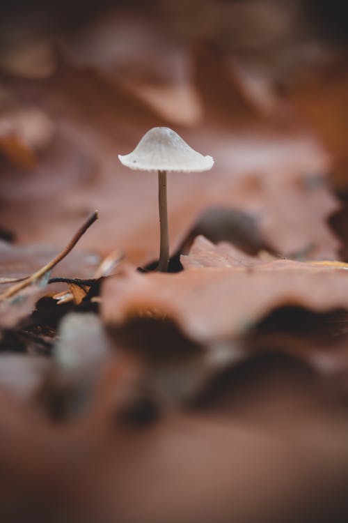 Foto profissional grátis de agaric comestível, cogumelo, fechar-se