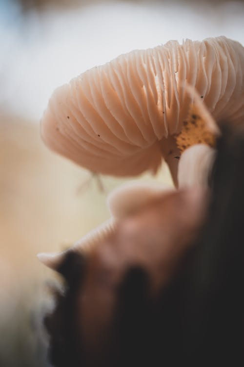 Foto profissional grátis de agaric comestível, cogumelo, estrutura