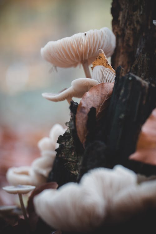 Free Mushrooms on a Tree Trunk Stock Photo
