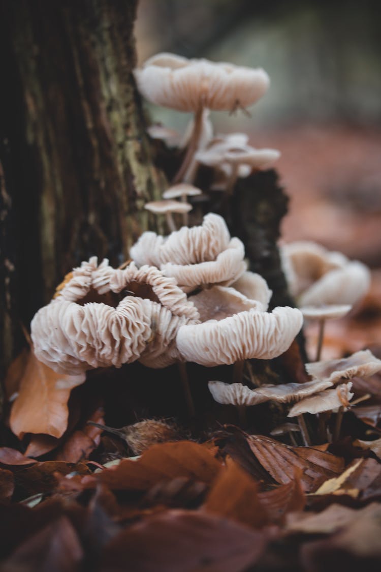 Wild Mushrooms And Dry Leaves