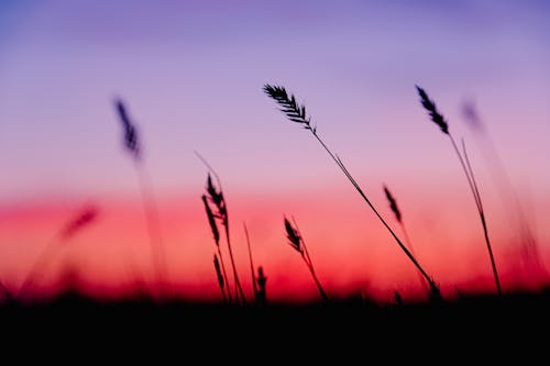 Silhouette of thin stems of grass growing in grassy terrain against bright colorful sundown sky