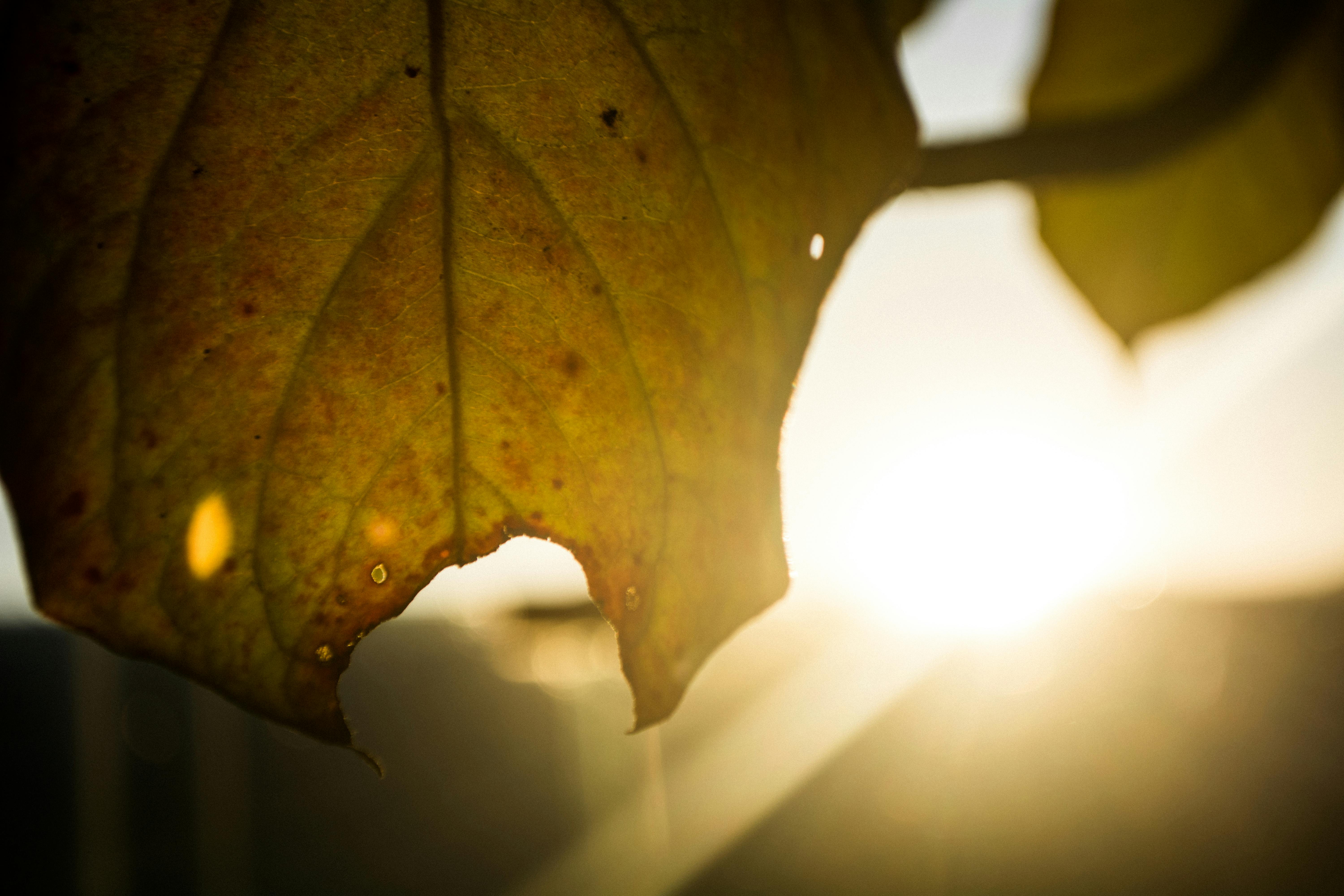 Free stock photo of autumn leaves, dry leaves, golden hour