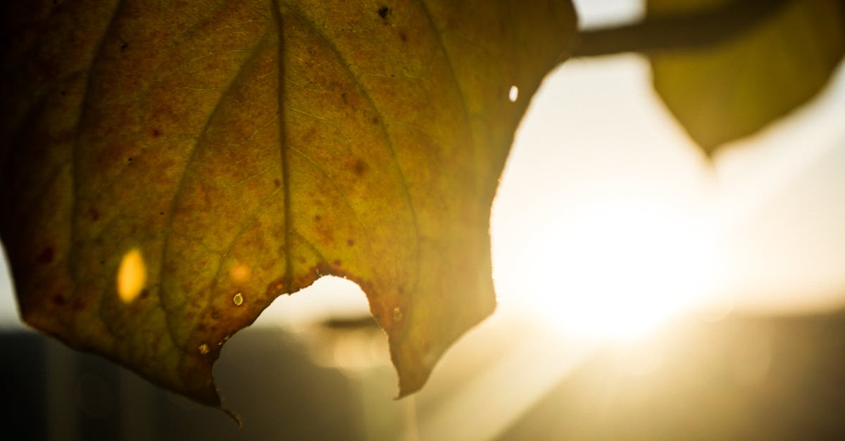 Free stock photo of autumn leaves, dry leaves, golden hour