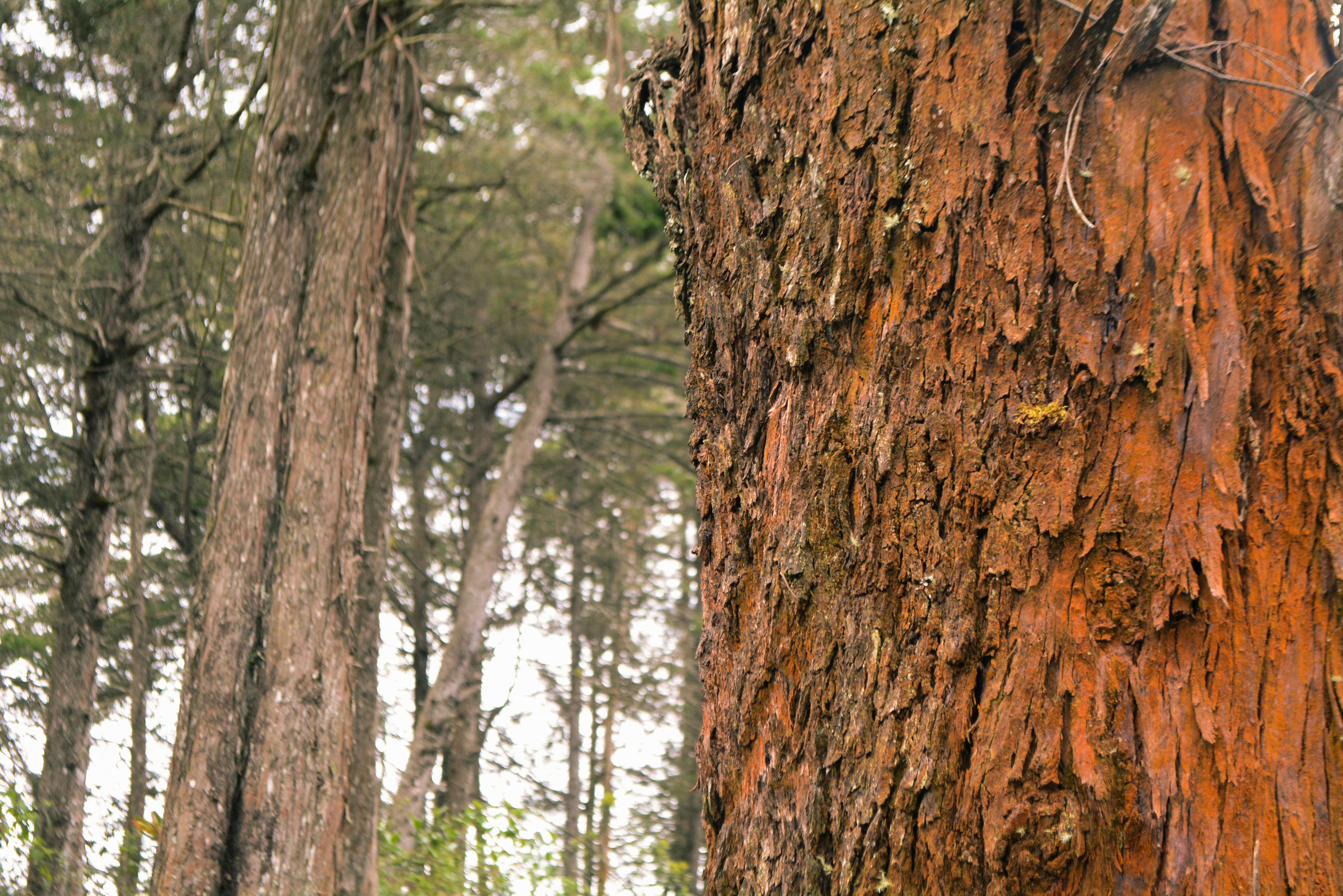 Free Stock Photo Of Branches Forest Moss   Pexels Photo 579287 