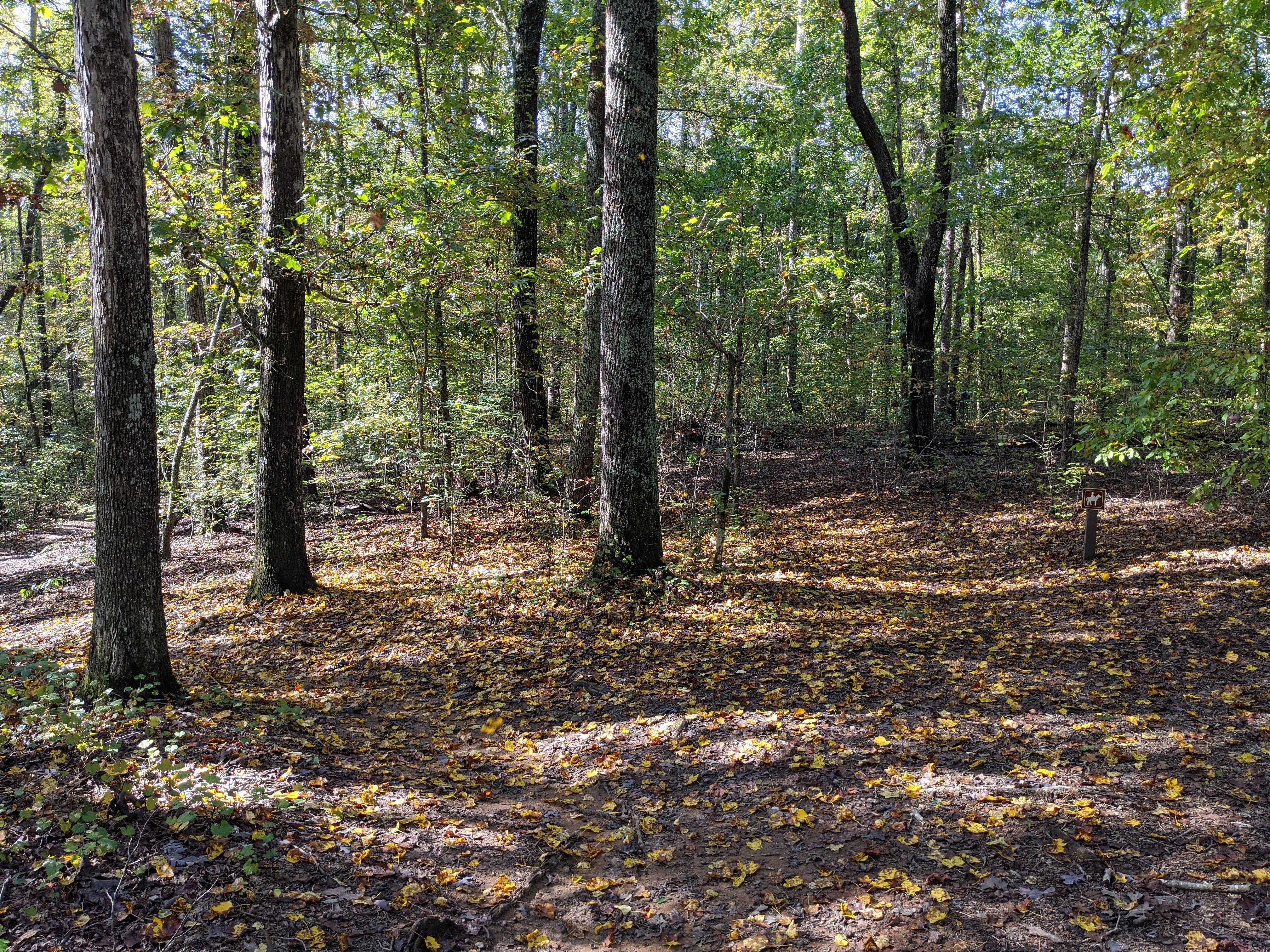 Tranquil forest view with autumn leaves scattered on the ground.