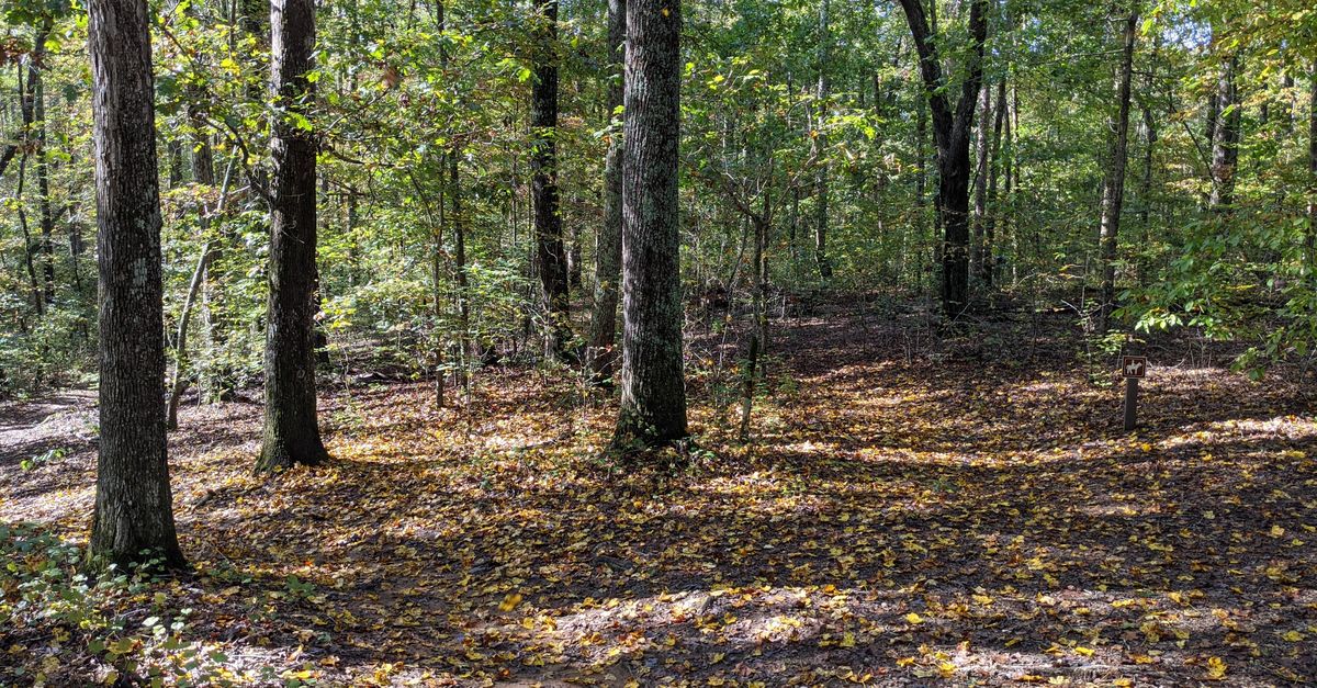 Tranquil forest view with autumn leaves scattered on the ground.