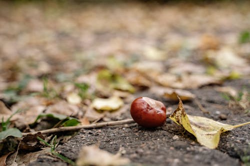 Close-Up Shot of Brown Fruit on the Ground