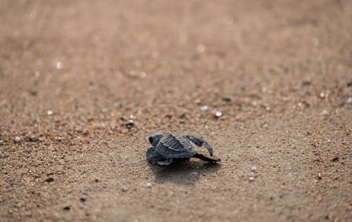 From above of tiny wild turtle crawling along sandy beach towards sea at daytime