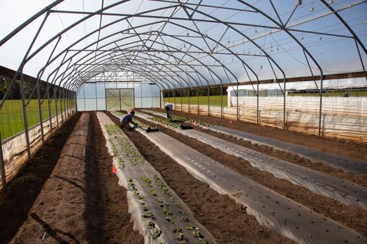 Workers planting native plants in a greenhouse at Baker Environmental Nursery, showcasing contract growing services for landscaping and restoration projects.