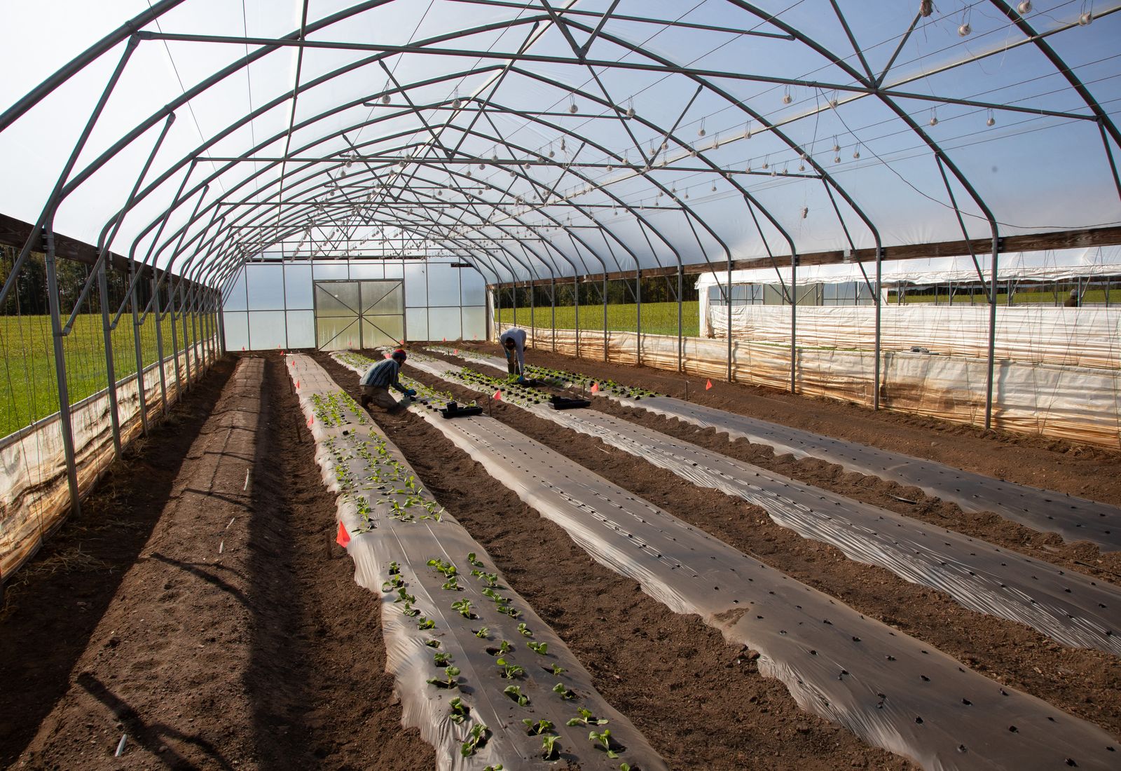 Workers planting seedlings in a high tunnel greenhouse