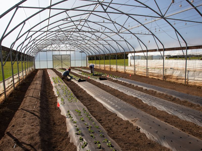 Agronomy team planting seedlings in a greenhouse