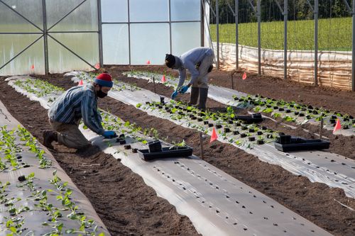 Free Two farmers planting seedlings in a greenhouse show sustainable farming in action. Stock Photo