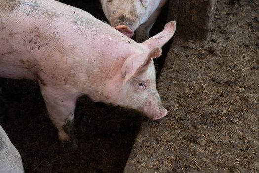 Close-up of a domestic pig in a muddy farm environment, NC, USA.