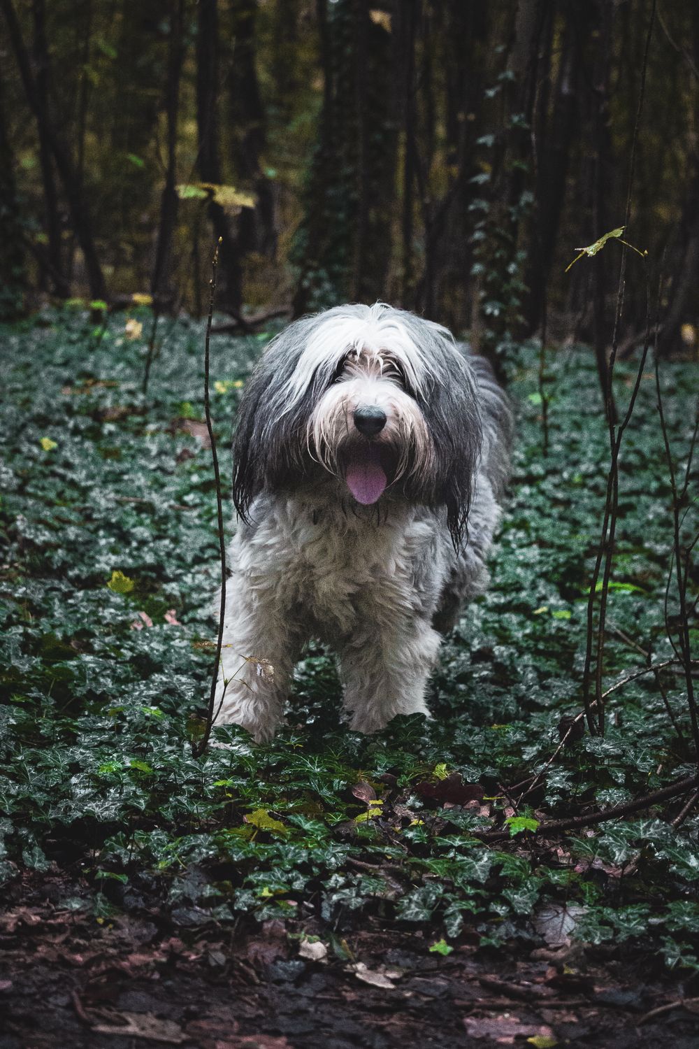 Polish Lowland Sheepdog, photo 3