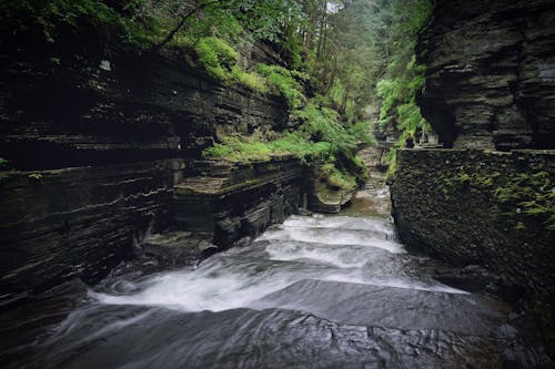 Schwenken Fotografie Des Waldes Mit Fluss