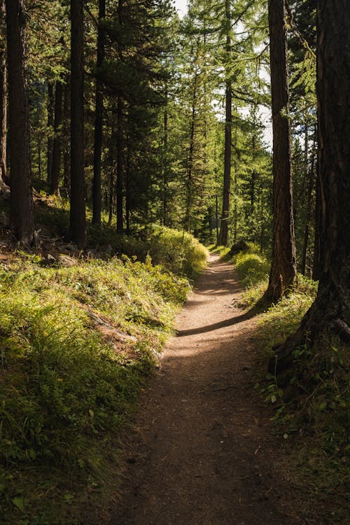 Empty pathway among coniferous tall trees and green grass growing in dense forest in sunny day