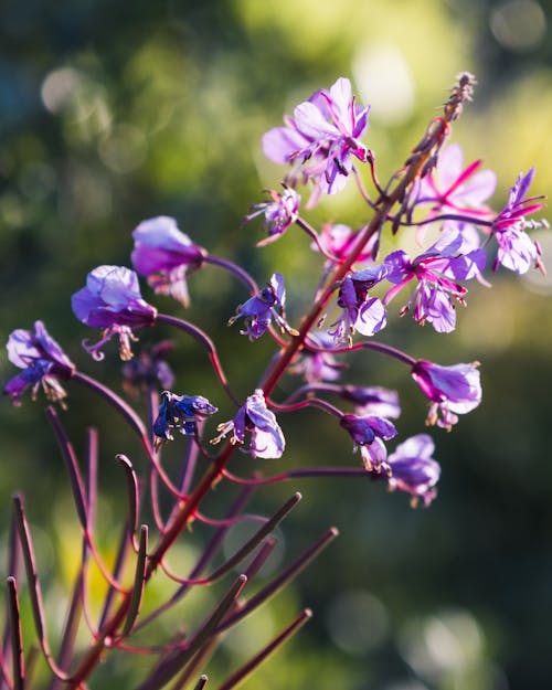 Free Bright delicate flowers of blooming Ivan tea plant growing against blurred green nature Stock Photo