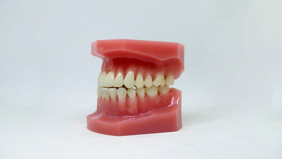 Dental study model. Dental study model.