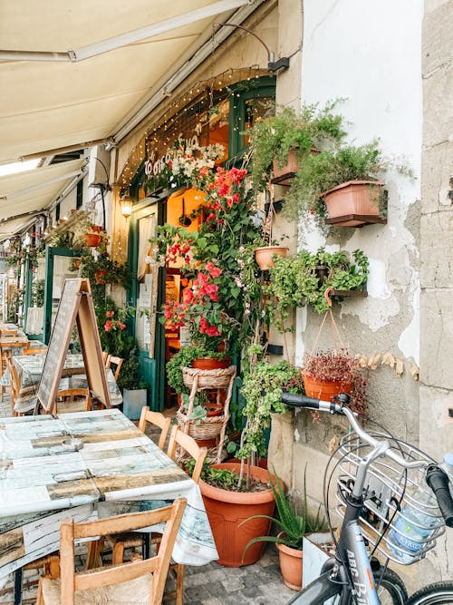 Darmowe zdjęcie z galerii z kwiaty doniczkowe, ozdobiony, restauracja