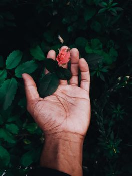 一只手轻轻握住粉红色的玫瑰花蕾，背景是郁郁葱葱的绿叶，象征着成长与自然