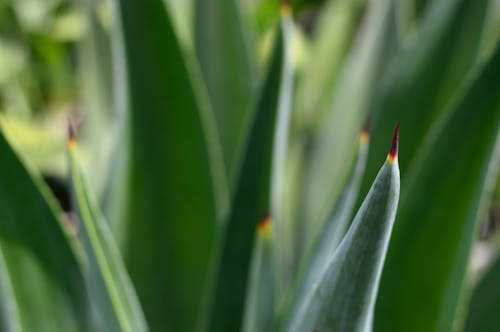 Groen Met Puntige Puntinstallatie