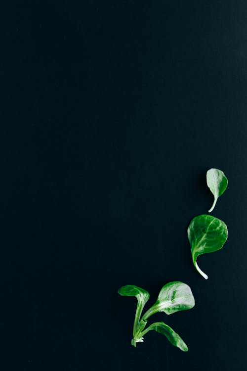 Fresh Basil Leaves over a Black Surface