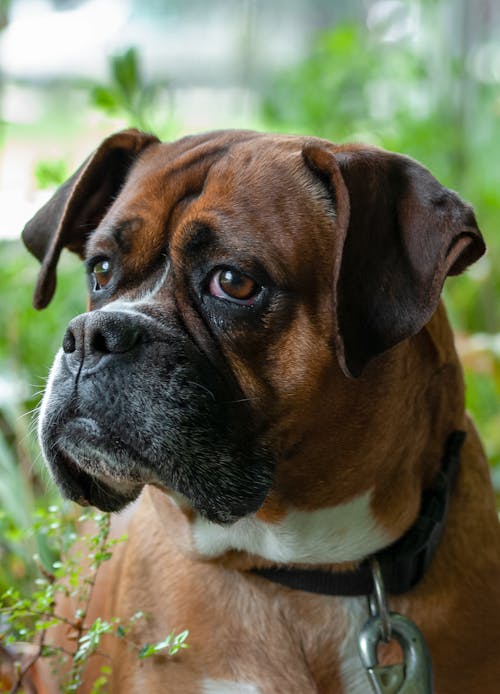Free Fotos de stock gratuitas de animal domestico, boxeador, canino Stock Photo