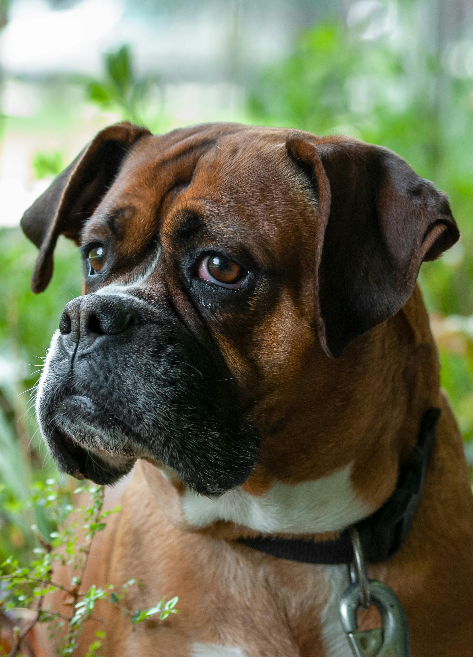 Brown and Black Short Coated Dog · Free Stock Photo