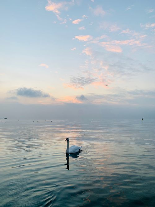 Free A lone swan gliding on Lake Garda's calm, reflective waters at sunset. Stock Photo