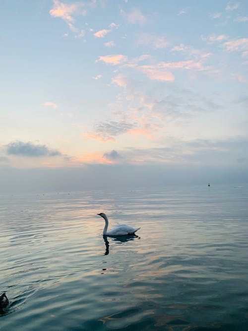 Fotobanka s bezplatnými fotkami na tému kačica, labuť, obloha pokrytá oblakmi