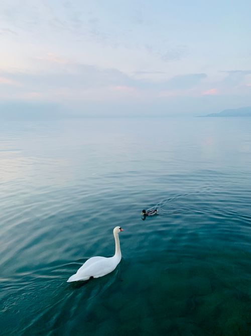 Free Swan and duck swimming serenely in Lake Garda's turquoise waters, Lazise, Italy. Stock Photo