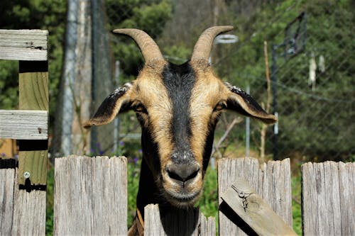 Бесплатное стоковое фото с голова, деревянный забор, домашние животные
